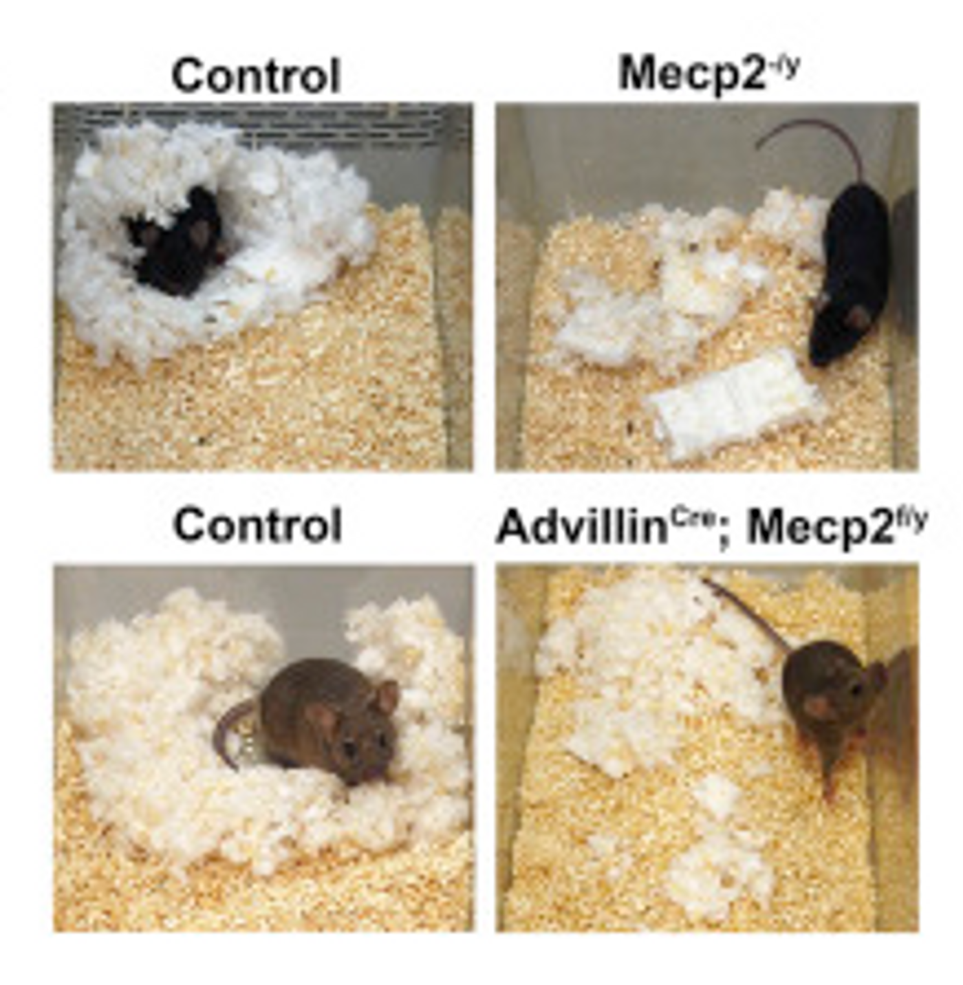 From the study, nest building behavior, a measure of health, welfare and anxiety, is shown for Mecp2?/y and AdvillinCre; Mecp2f/y mutant mice and control littermates.