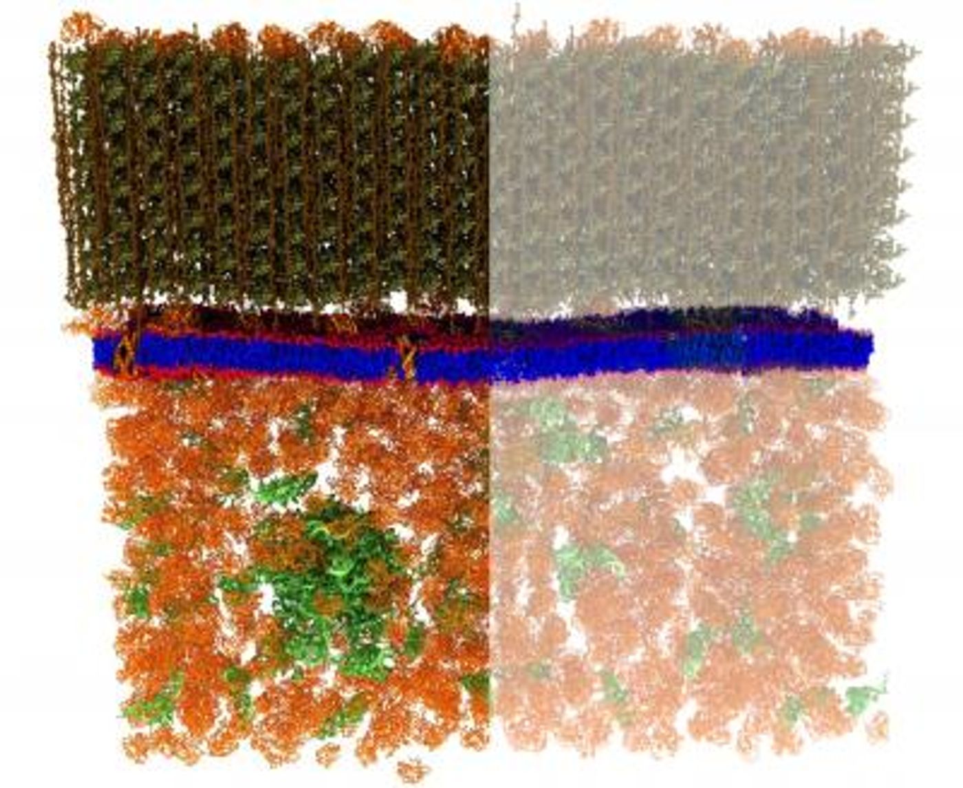 Neutron scattering is a valuable technique for studying cell membranes, but signals from the cell's other components such as proteins, RNA, DNA and carbohydrates can get in the way (left). An ORNL team made these other components practically invisible to neutrons by combining specific levels of heavy hydrogen (deuterium) with normal hydrogen within the cell. / Credit: Xiaolin Cheng and Mike Matheson, Oak Ridge National Laboratory/Dept. of Energy