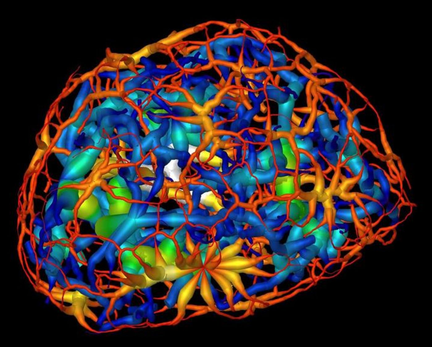 This computer rendering shows the skeletonized structure of heterochromatin (red represents a thin region while white represents a thick region), a tightly packed form of DNA, surrounding another form of DNA-carrying material known as euchromatin (dark blue represents a thin region and yellow represent the thickest) in a mouse's mature nerve cell. / Credit: Berkeley Lab, UCSF