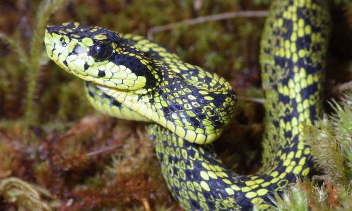 The Talamancan Palm-Pitviper has long been misidentified as a Black-Speckled Palm-Pitviper.