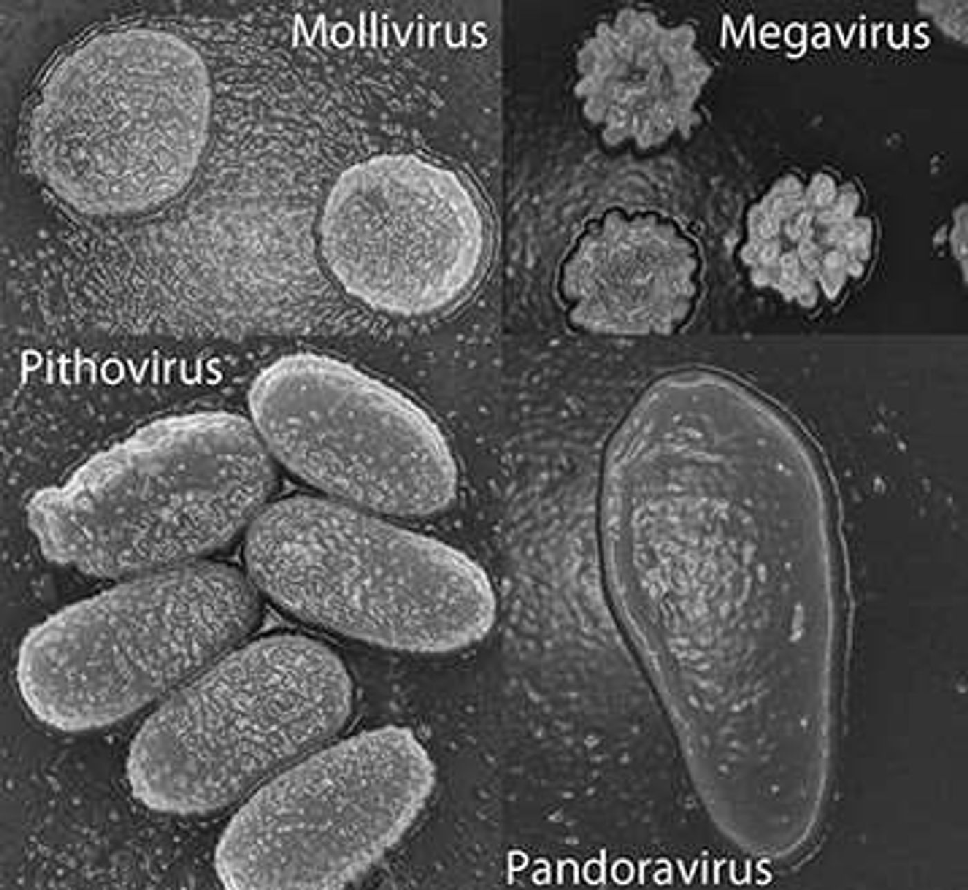 From phys.org Scanning electron microscopy of particles of 4 families of giant viruses that have now been identified. The largest dimensions can reach between 0.6 microns (Mollivirus) and 1.5 microns (Pandoravirus).  Read more at: https://phys.org/news/2015-09-frankenvirus-emerges-siberia-frozen-wasteland.html#jCp