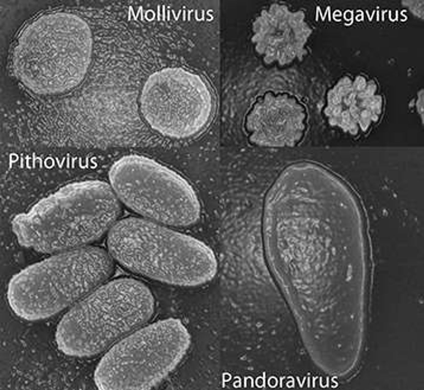 Another Giant Virus Emerges From Melting Siberia | Microbiology