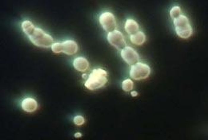 Nanobacteria appear to grow and divide.