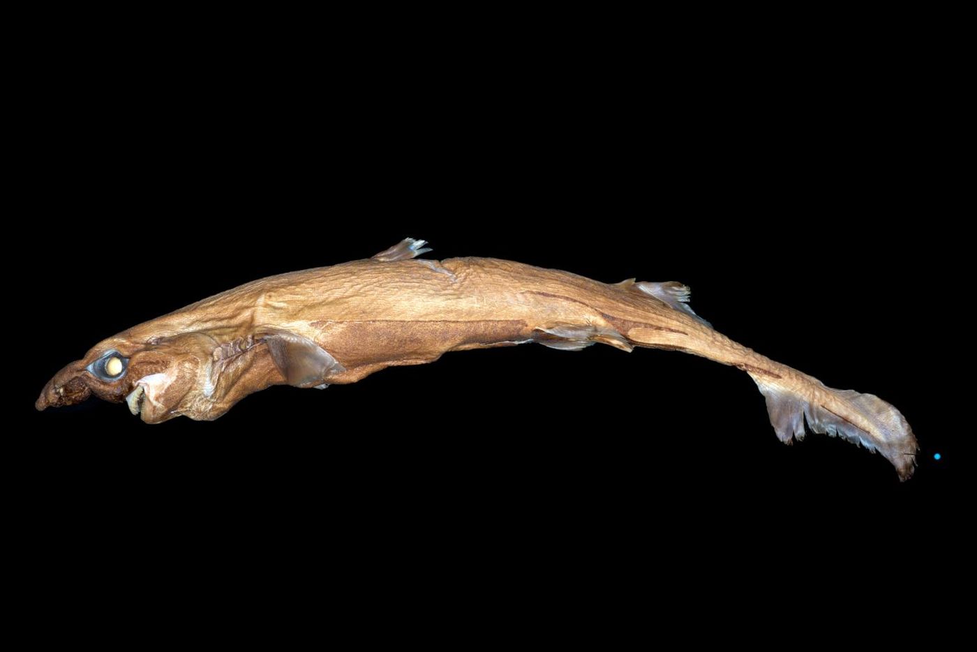 The new species of lanturnshark discovered by Florida Atlantic University researchers.