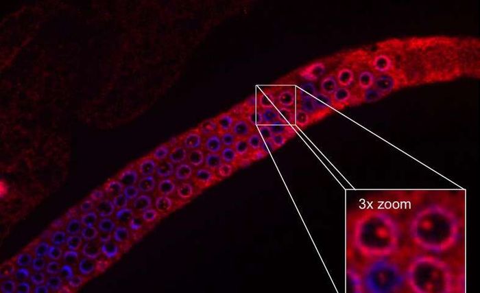 Isolated germ line of C. elegans. Damage to DNA induces formation of UFD-2 complexes in C. elegans, and a choice between DNA repair and cell death is made. UFD-2 is in red, the DNA is in blue. / Credit: Leena Ackermann