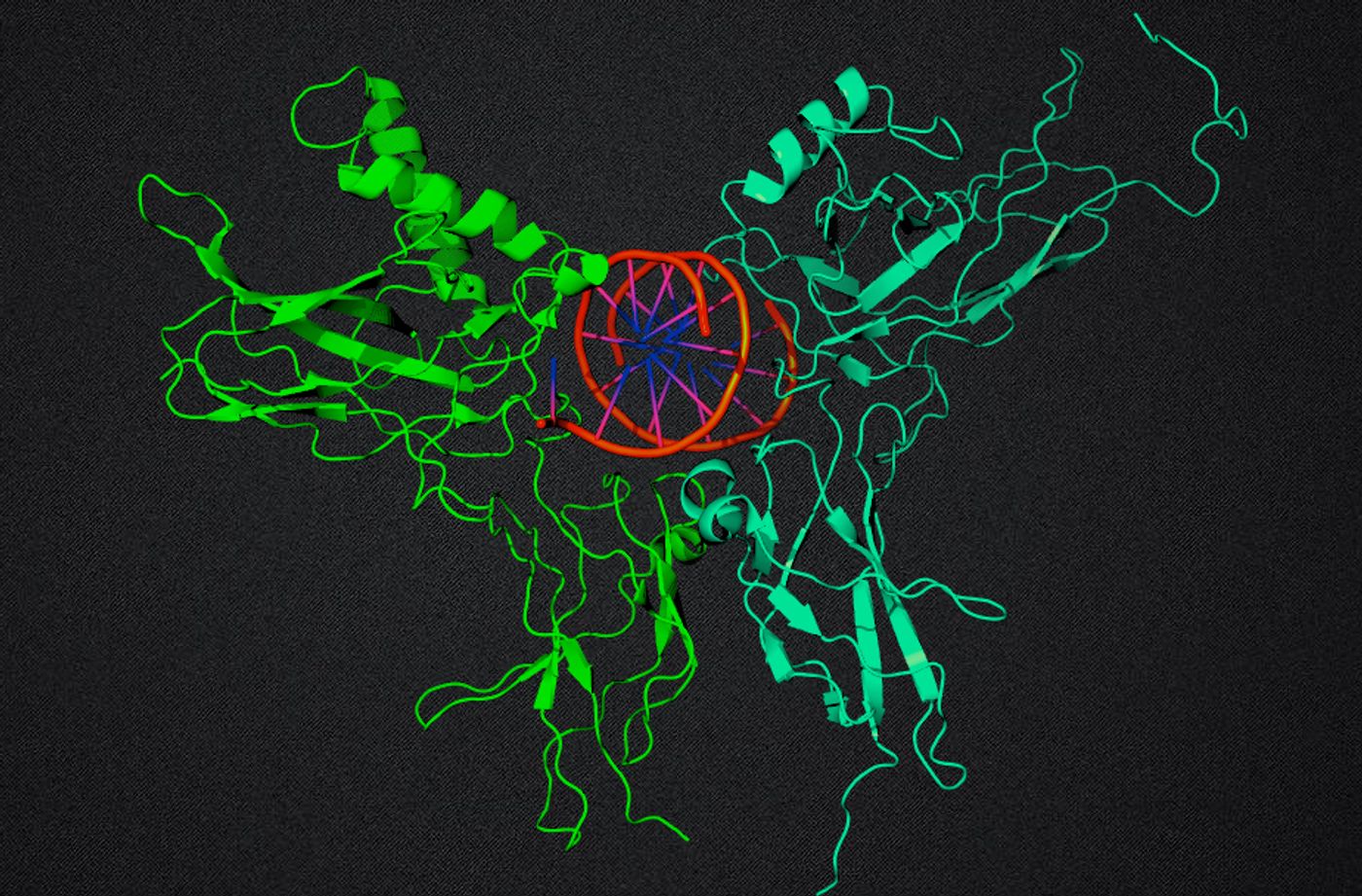 NFkB molecule and DNA from Wikimedia Commons