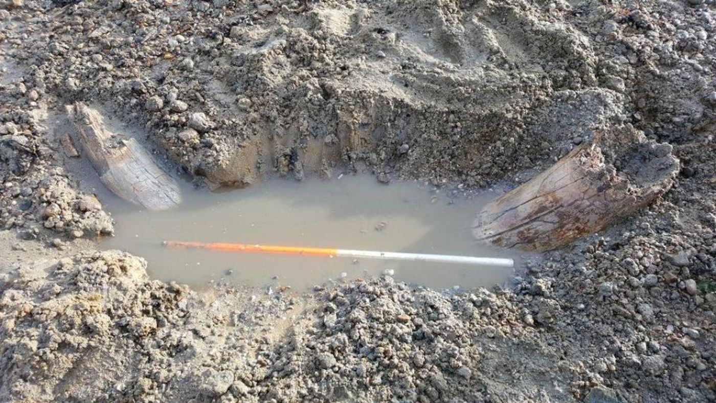 The mammoth tusk was burried and is shown in this picture next to a 3-foot measuring stick.