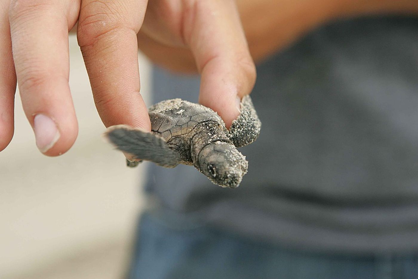 Teeny, tiny turtles hatching in the Maldives! - The Travel Hack