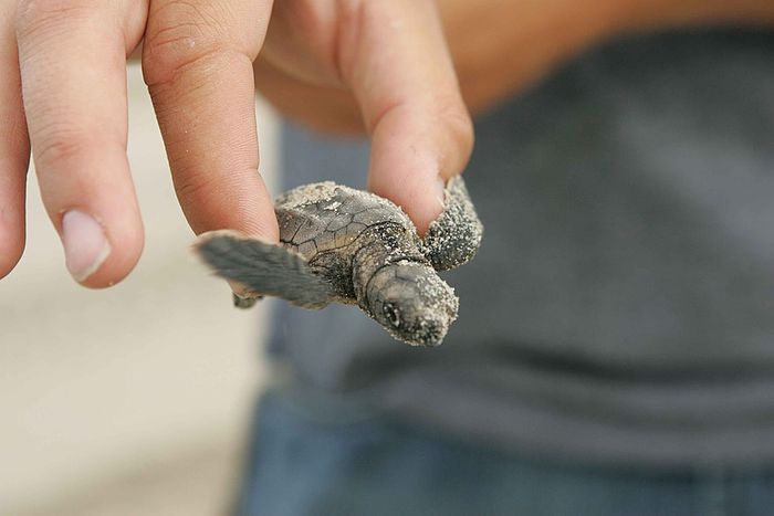 We risk the end of male turtle hatchlings as climate change makes temperatures unfavorably high for incubating nests. Photo: Pixabay