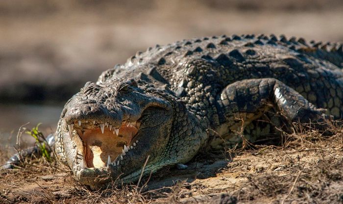 Three nile crocodiles have been discovered and captured in Florida and more are expected to exist in the wild.