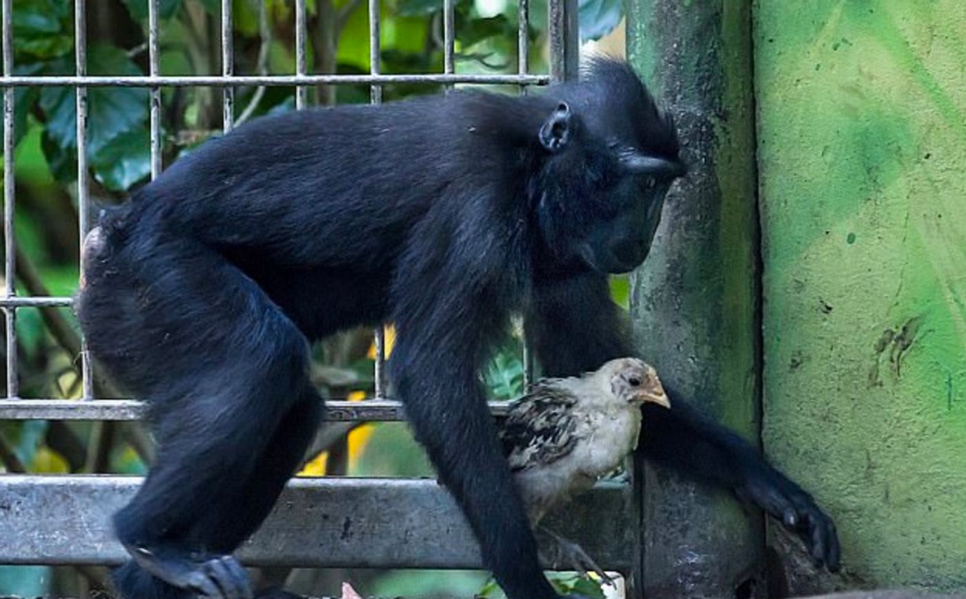 Niv is seen with her companion chicken at the Safari Zoo in Israel.