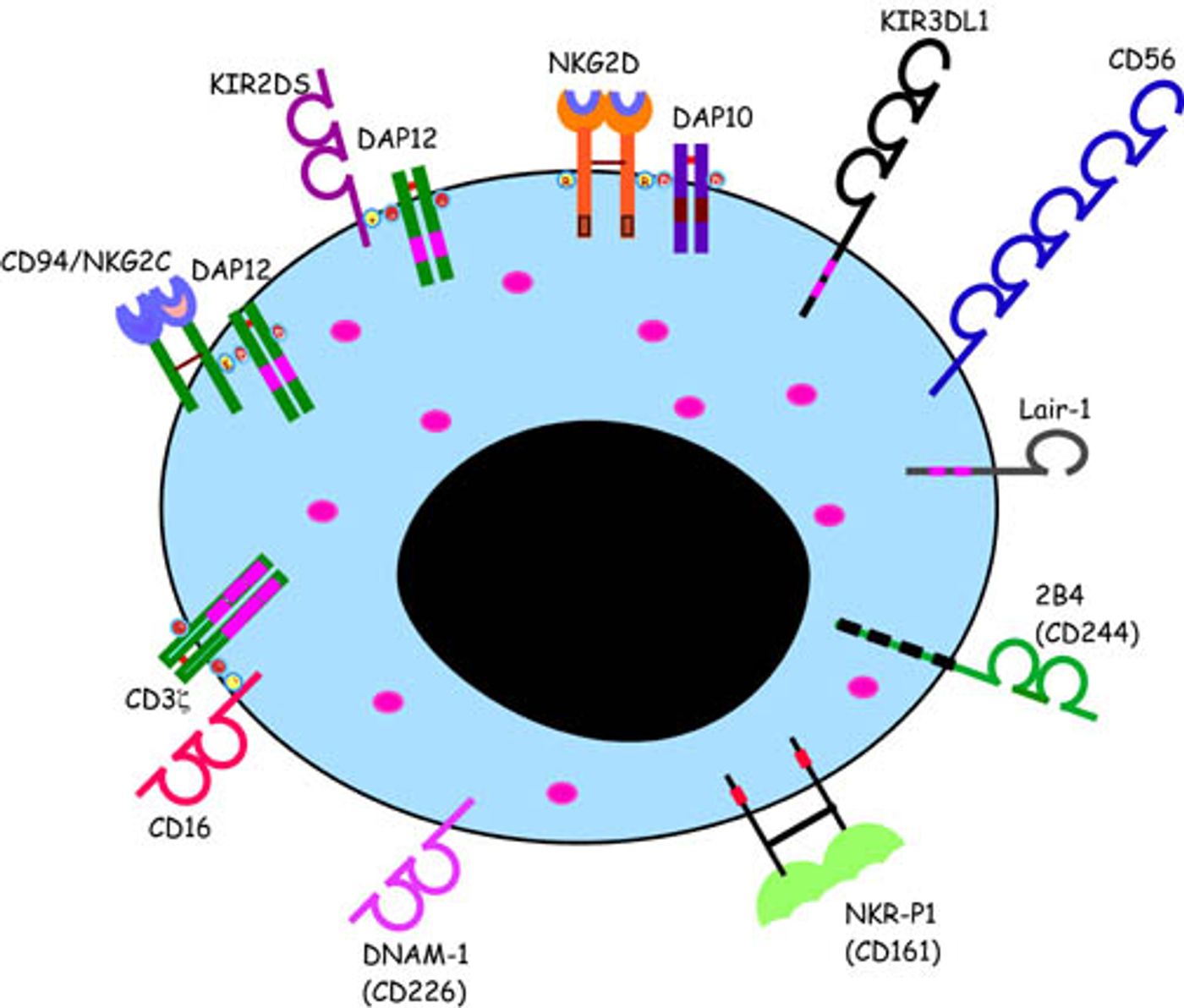 Various NK cell surface proteins