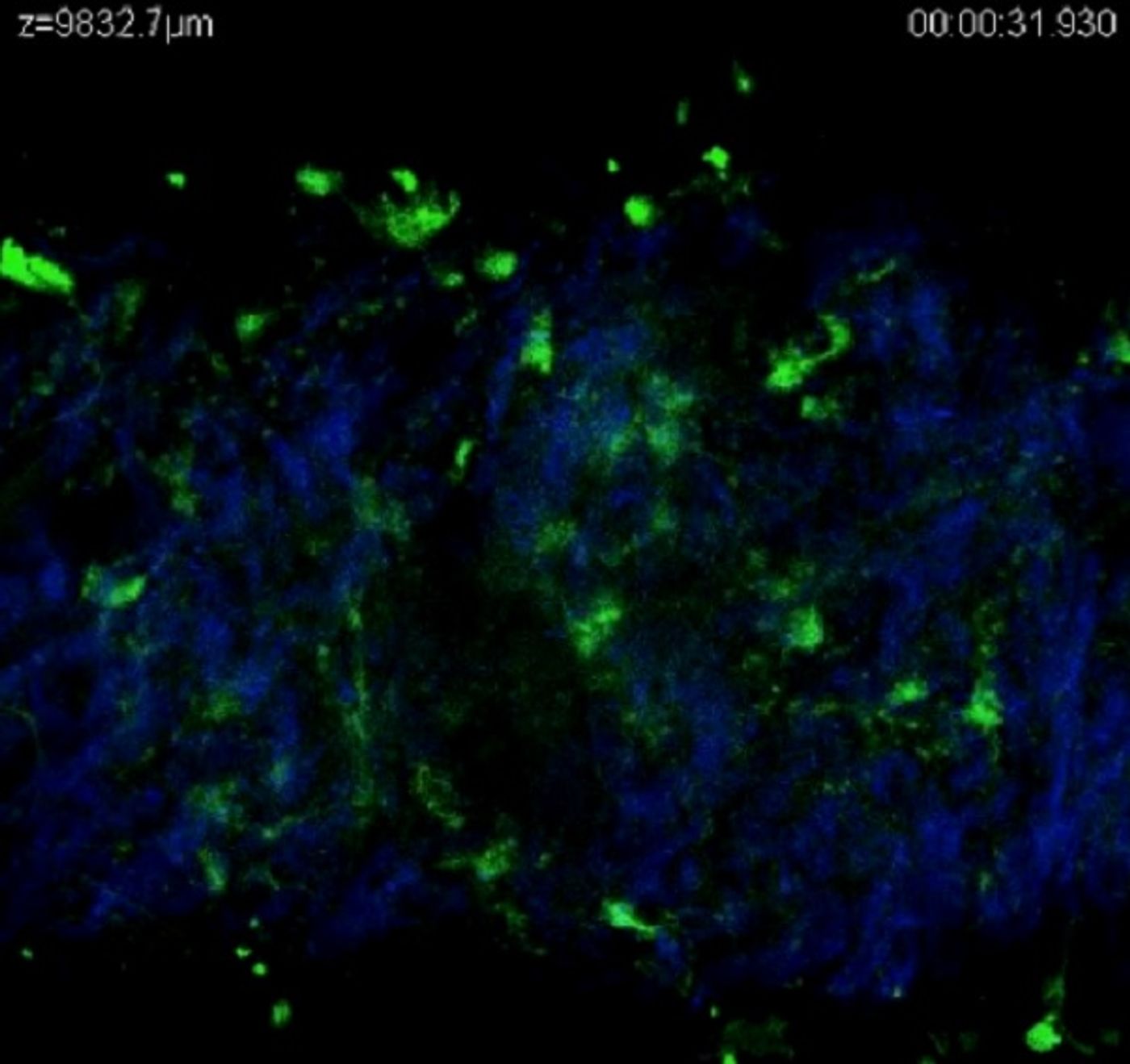 Nitric oxide (green) signaling in various layers of a blood vessel. Credit: PLOS ONE