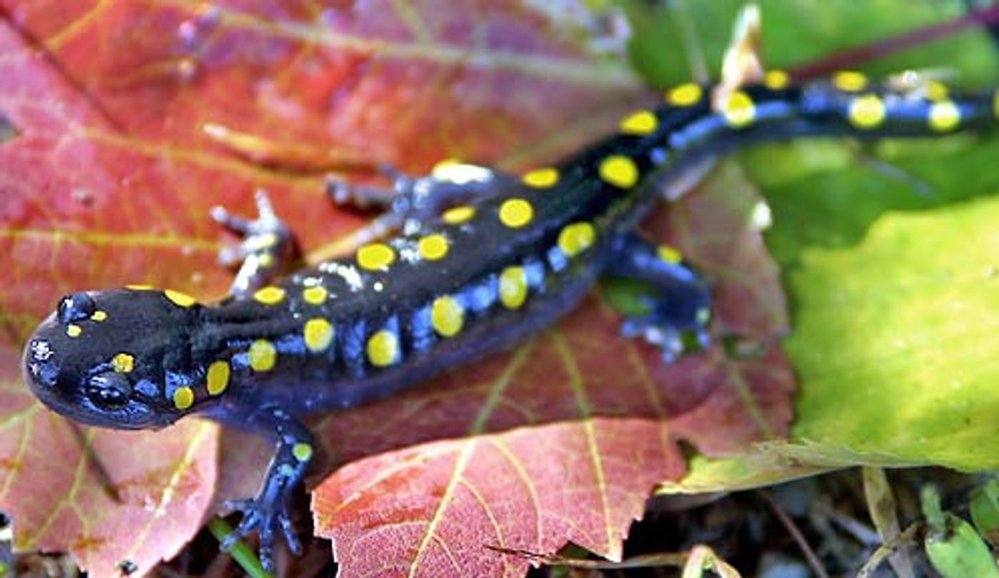 The aptly named yellow-spotted salamander.