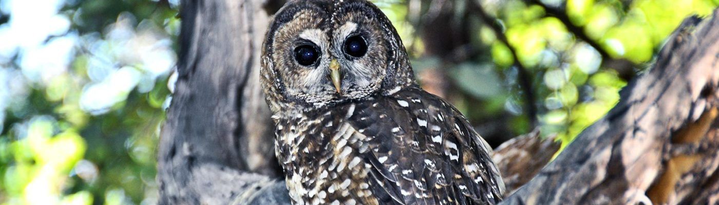 Northern spotted owl. Credit: J. Mark Higley/Hoopa Tribal Forestry via UC Davis
