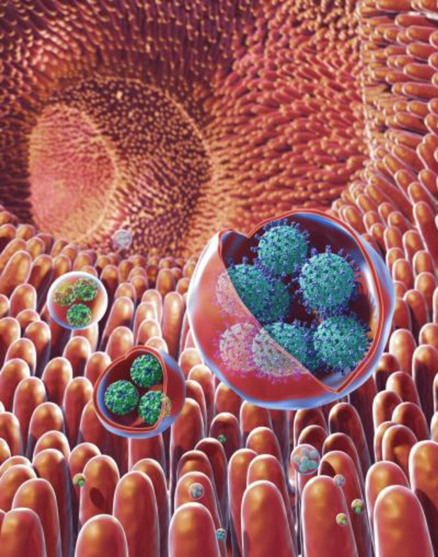 This is an illustration of membrane-bound vesicles containing clusters of viruses, including rotavirus and norovirus, within the gut. Rotaviruses are shown in the large vesicles, while noroviruses are shown in the smaller vesicles. / Credit: NIH