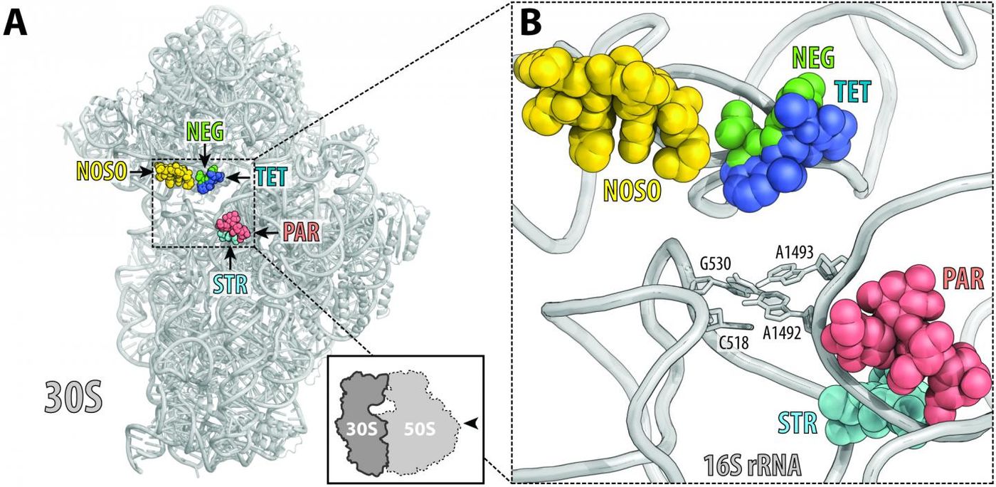 ODLs (yellow) bind to a site on the ribosome not used by other antibiotics. Location of this site is shown here relative to the sites of other known antibiotics, such as negamycin (green), tetracycline (dark blue), aminoglycoside antibiotic paromomycin (red) and streptomycin (light blue). / Credit: UIC/Yury Polikanov, et al