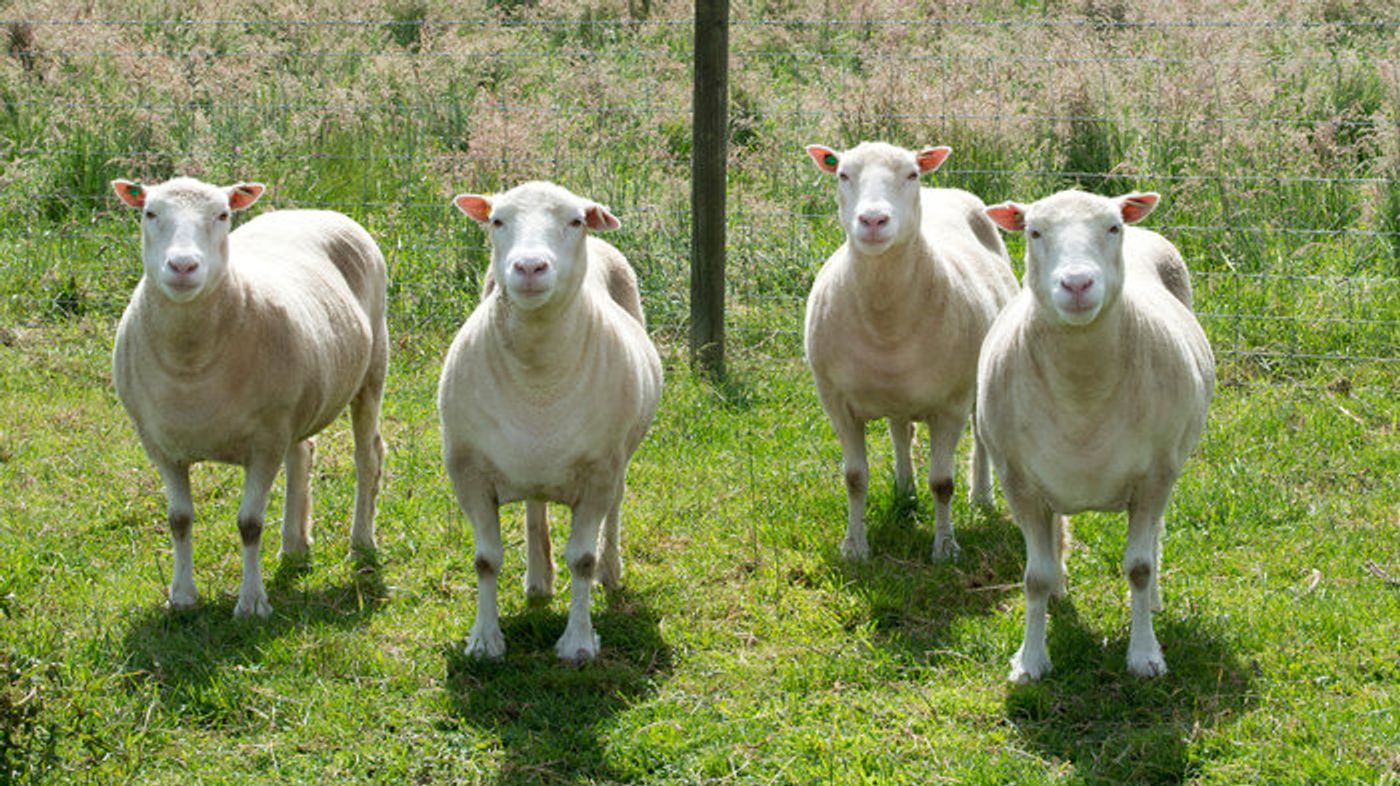 Nine cloned sheep are living normal lives, at their full expectancy.