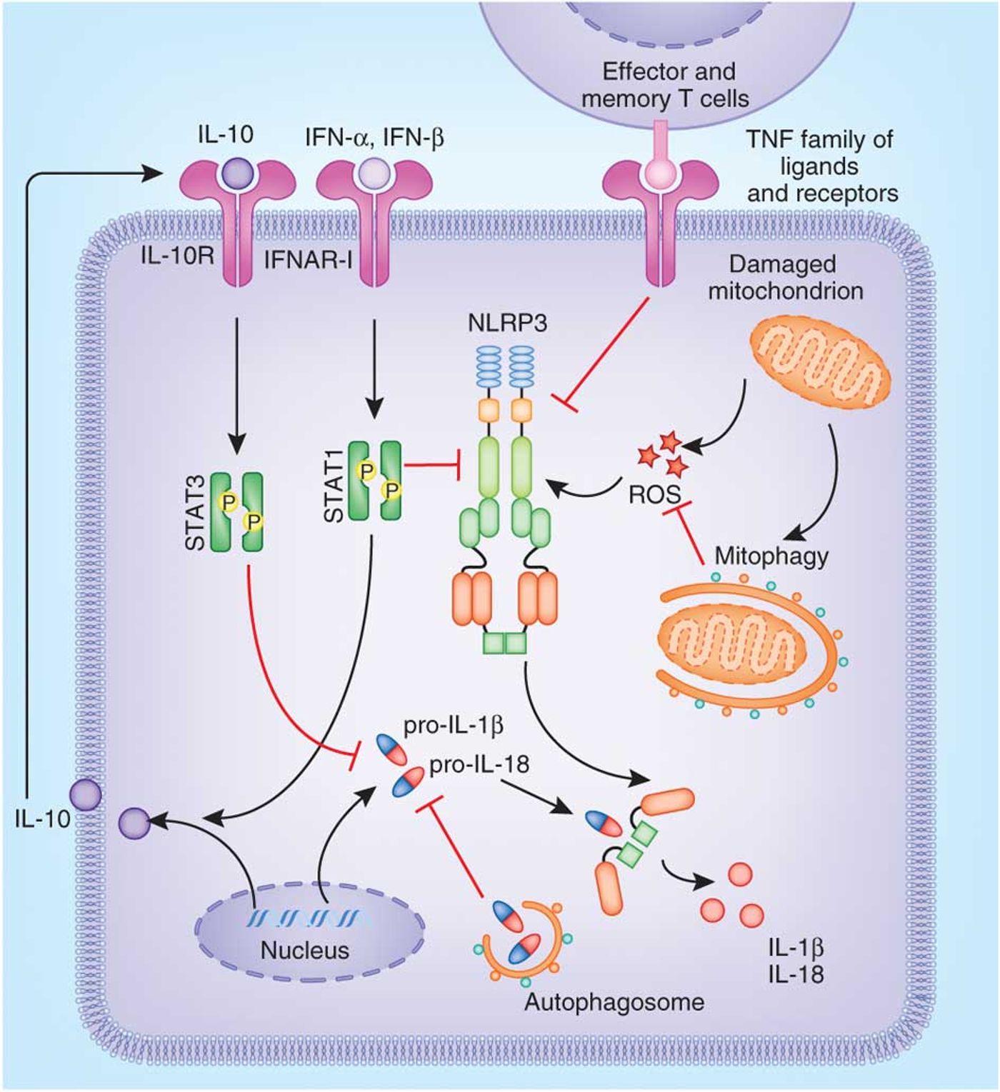 regulation of the NLRP3 inflammasome pathway