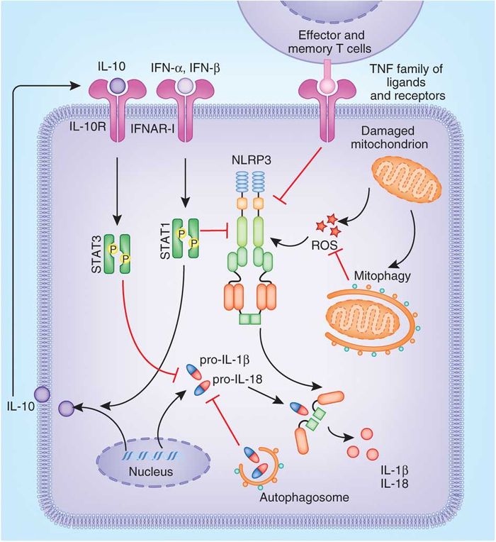 regulation of the NLRP3 inflammasome pathway