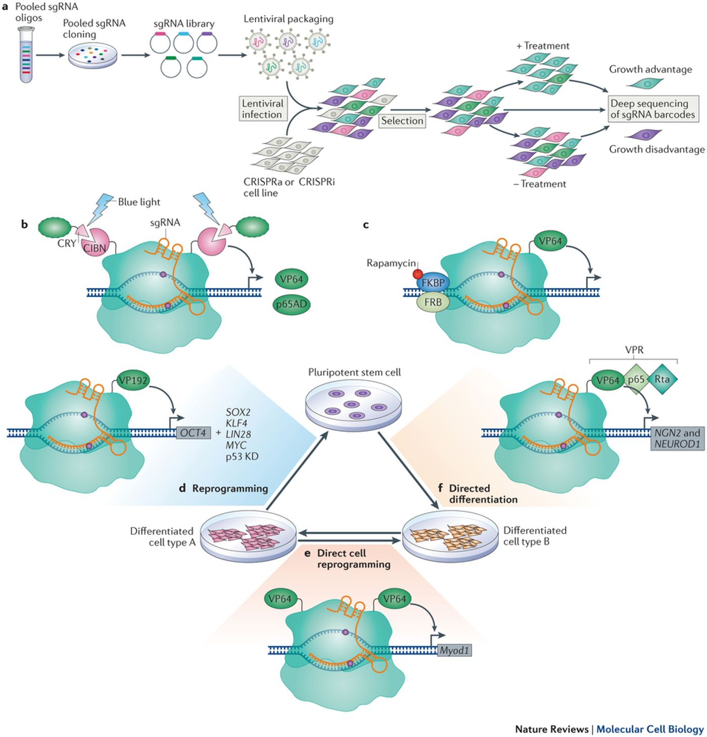 Various Applications of the CRISPR-Cas9 technology.