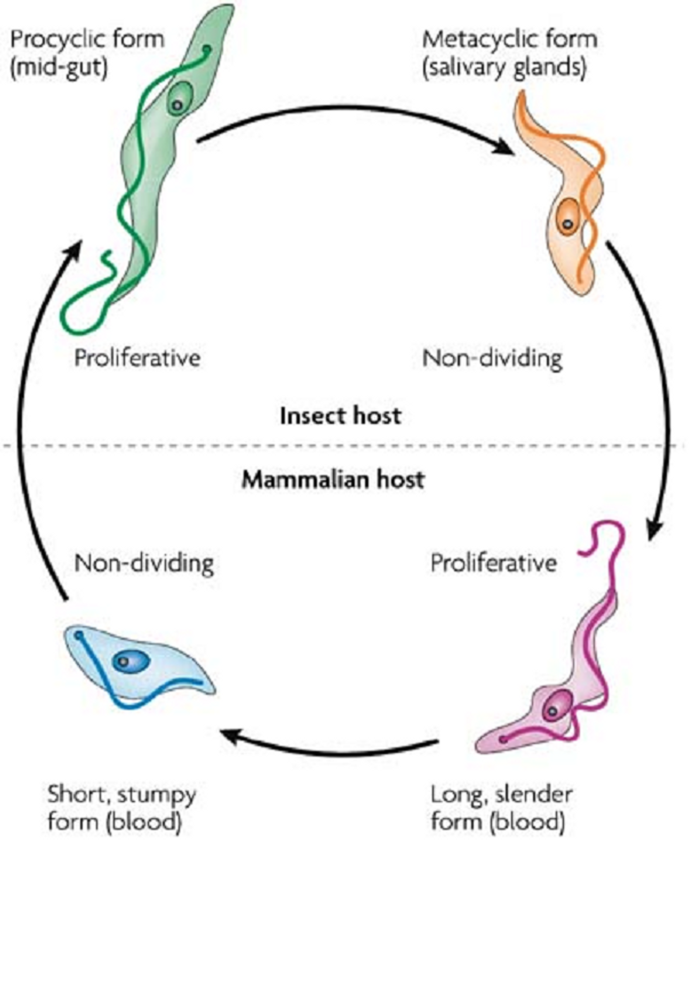In order to survive and complete their life cycle, parasites must be able to switch genes on and off depending on whether cells want to divide or differentiate. 