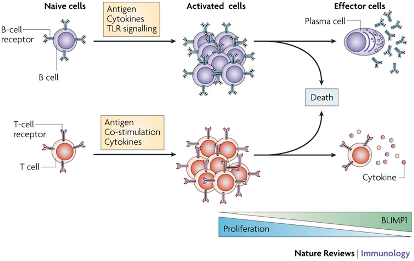 Blimp1's Role in Adaptive Immunity 