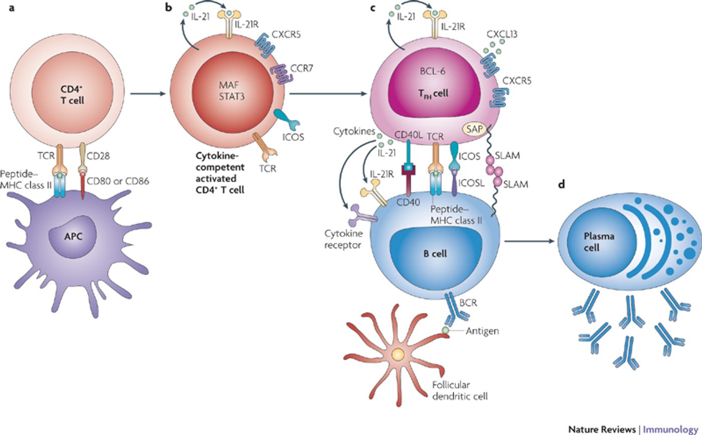 Differentiation and function of T follicular helper cells