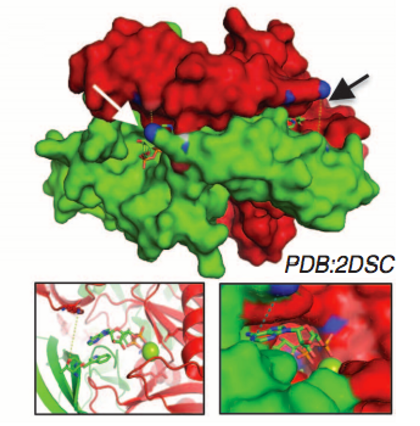 Crystal structure of the NUDIX5 homodimer complex with ADPR and Mg2+ (PDB: 2DSC). Top: Two symmetrical contacts between T45D (blue) and K27 from the complementary chains indicated with arrows. Bottom: View of the active site of T45D with ADPR and Mg2+ (green sphere)