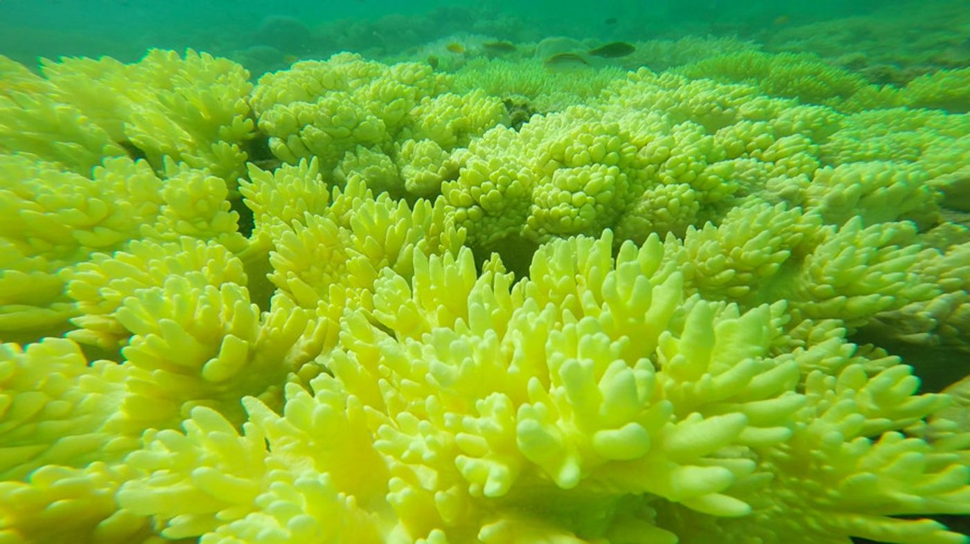 It's called bleaching for a reason. Photo: Huffington Post Australia