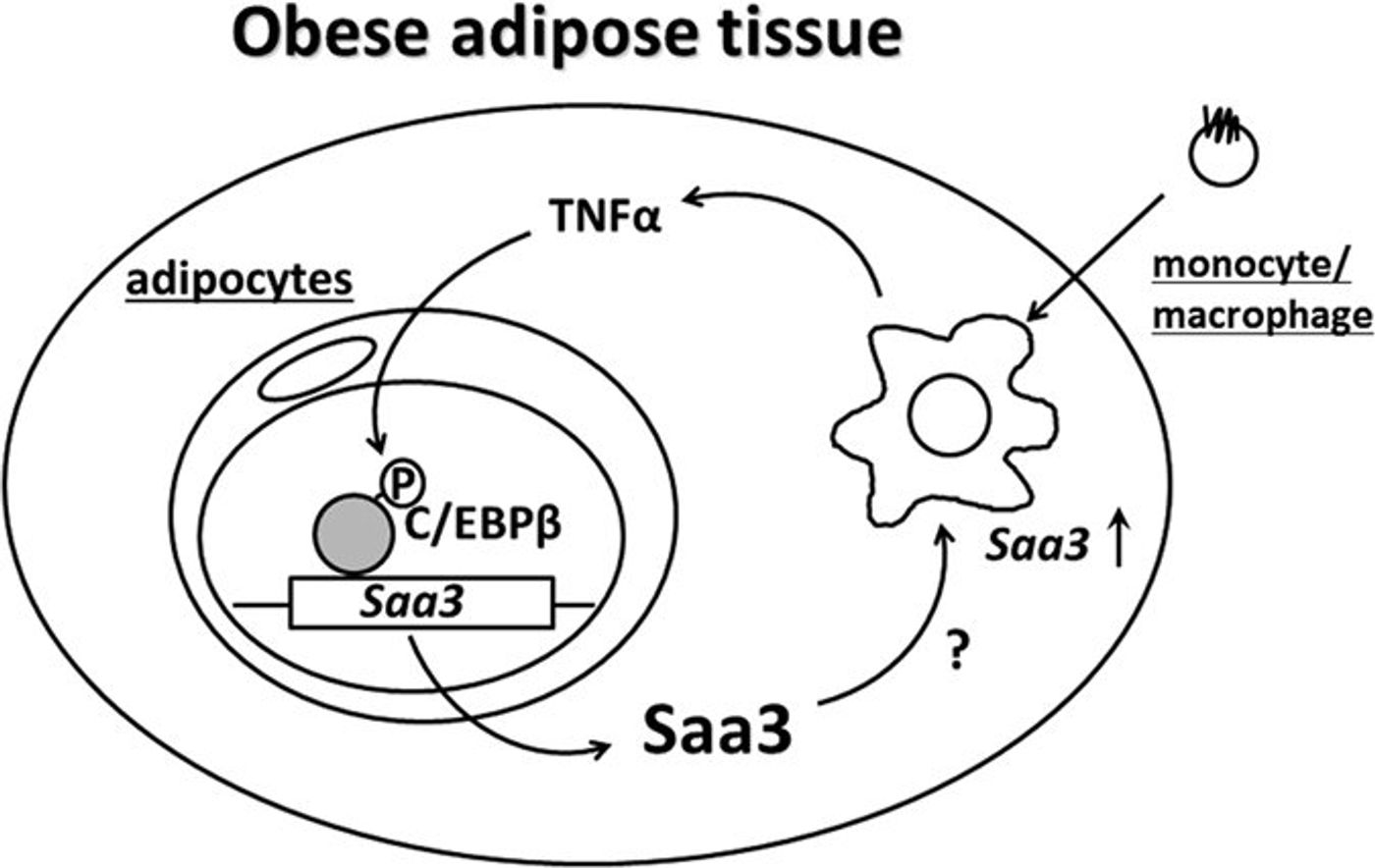Saa3 gene promoter in adipocytes responds to activated macrophages via C/EBPβ signaling. Saa3 mRNA expression could be utilized for monitoring the adipose inflammatory state / Credit: Nature Sanada et al 2017