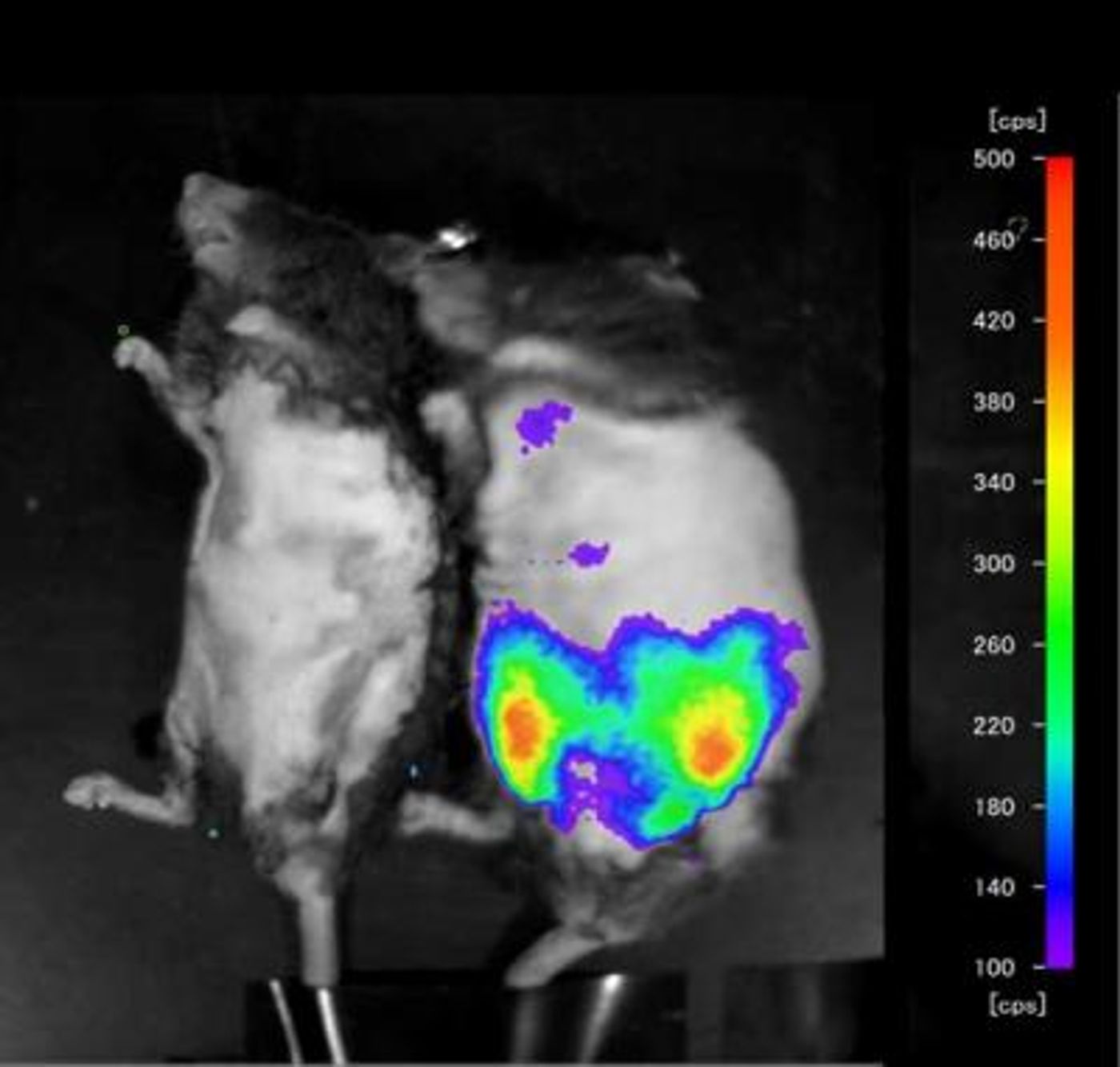  Transgenic mice carrying Saa3-luc were generated (Saa3-luc mouse). Saa3-luc mice were fed either ND or HFD for 8 weeks and 16 weeks, and subjected to in vivo bioluminescence analysis / Credit: Nature Sanada et al 2017