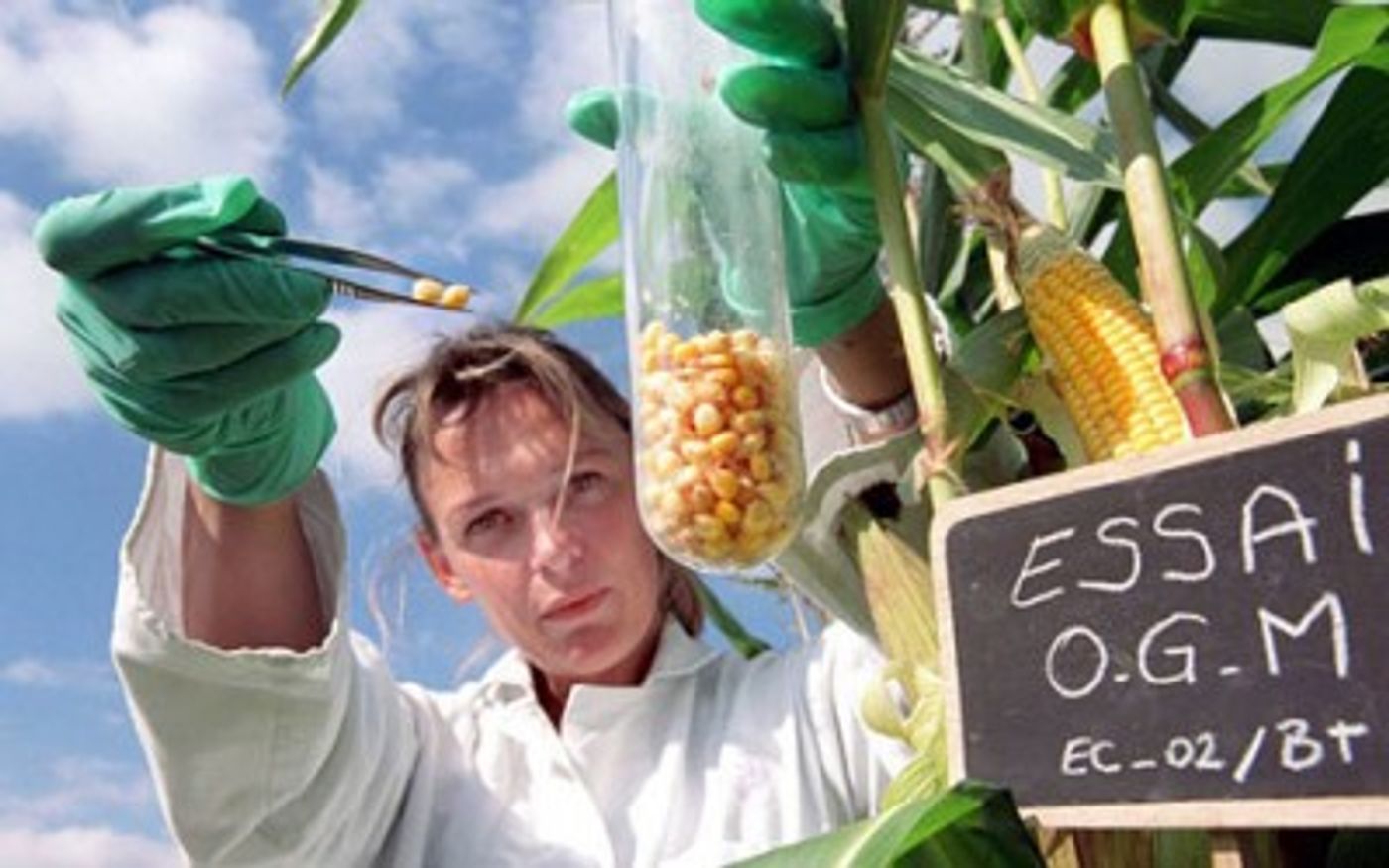 A scientist collecting corn kernel samples for testing. (tuttogreen)
