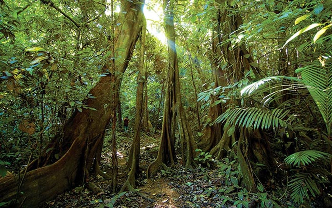 Carbon capture technologies aim to mimic the ecological services of trees. Photo: The Nature Conservancy