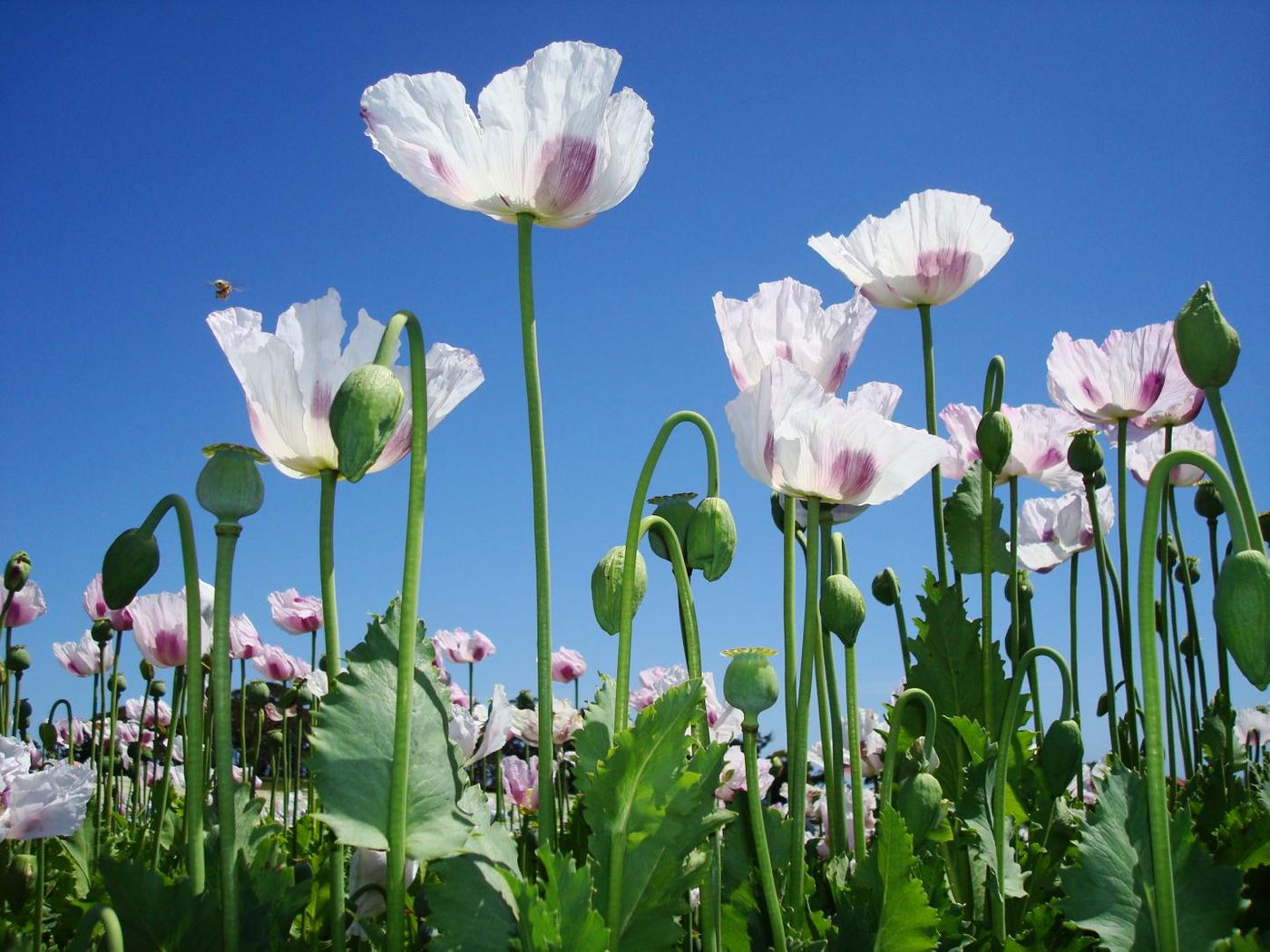 Scientists have sequenced the opium poppy genome, providing insight into how the plant produces compounds that are used to make medicine. It paves the way for improving this plant's husbandry, securing a reliable, cheap supply of the drugs it creates. / Credit: Carol Walker