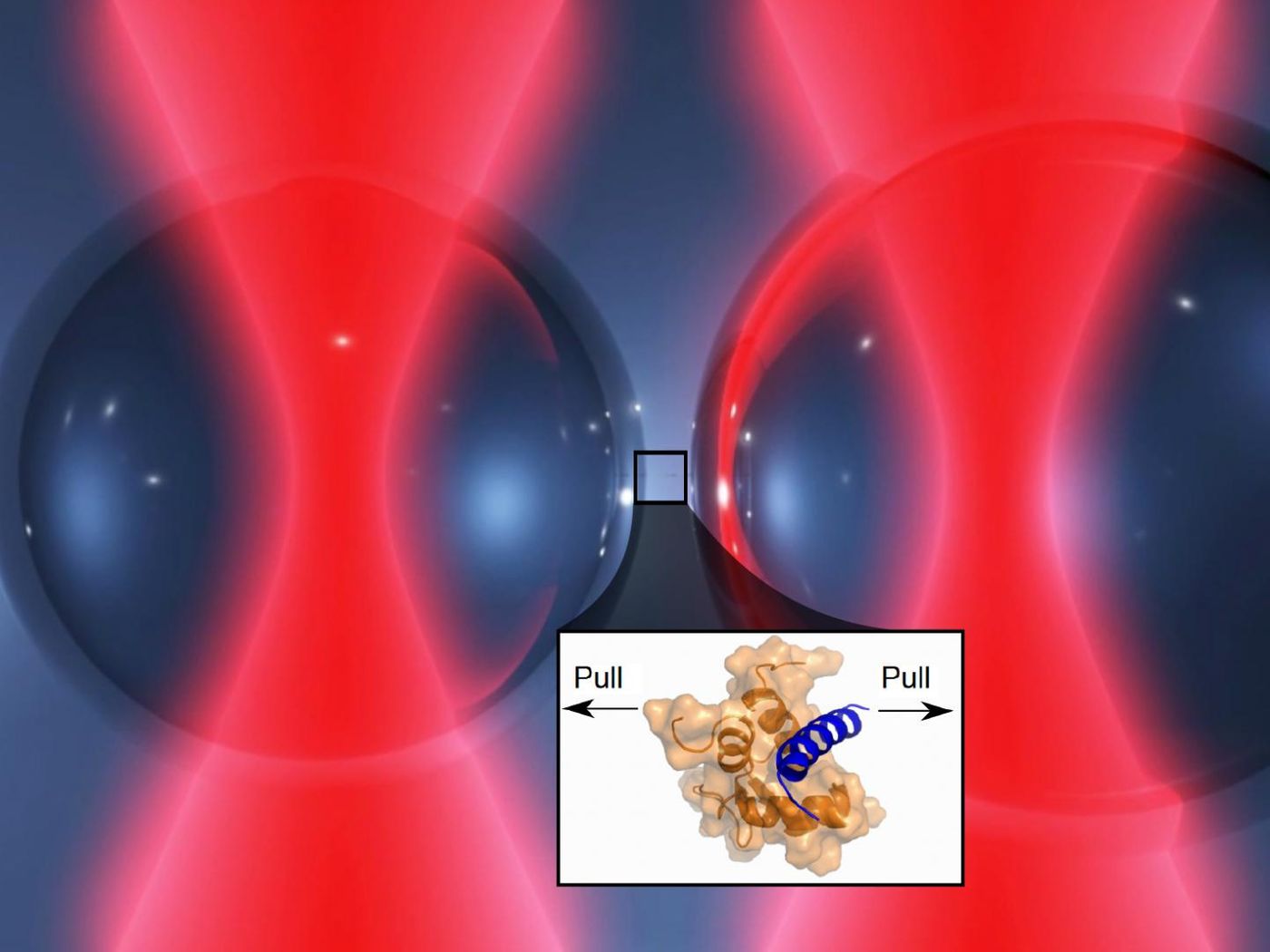 Two laser beams hold tiny glass beads in a position very close to each other. One end of the protein complex is fixed on the surface of the left brad, the other end on the right. If the laser moves the glass beads apart, the protein molecules are forced to stretch and the forces can be measured. Credit: Marco Grison / TUM