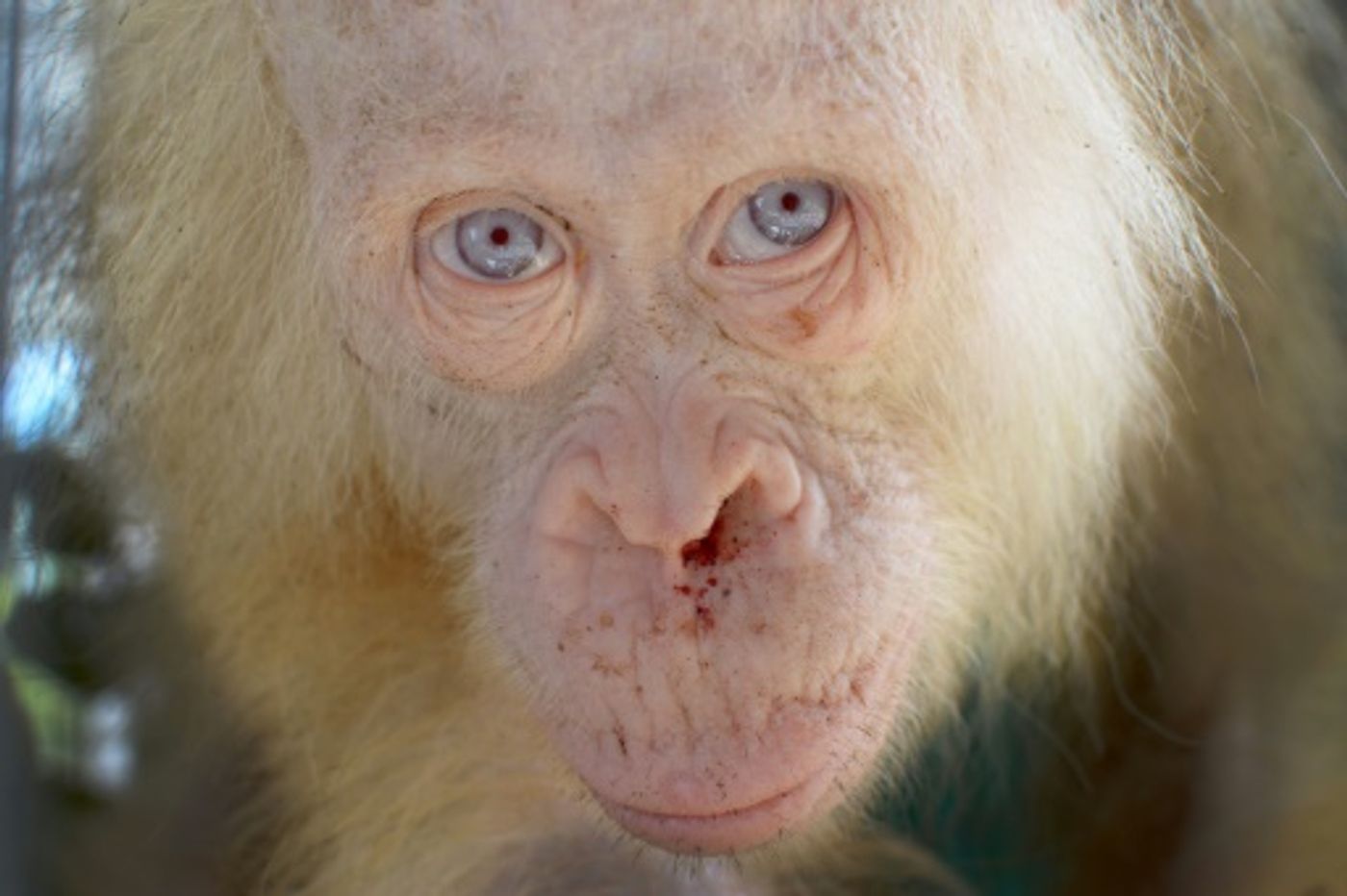 The leucistic female orangutan had light hair and blue eyes, unlike most.