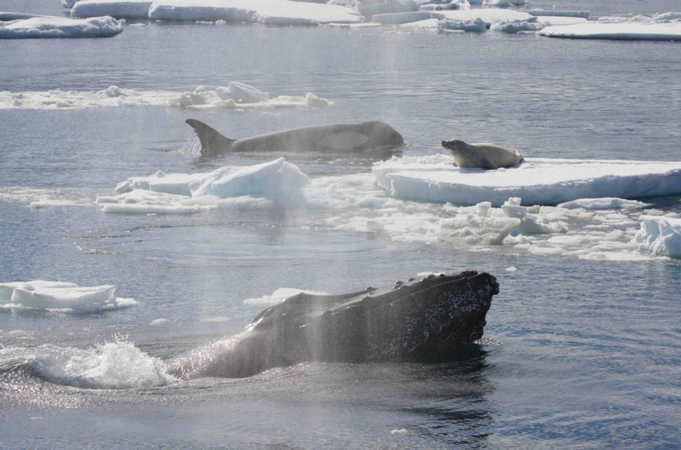 A humpback whale is shown protecting a smaller marine animal from a killer whale.