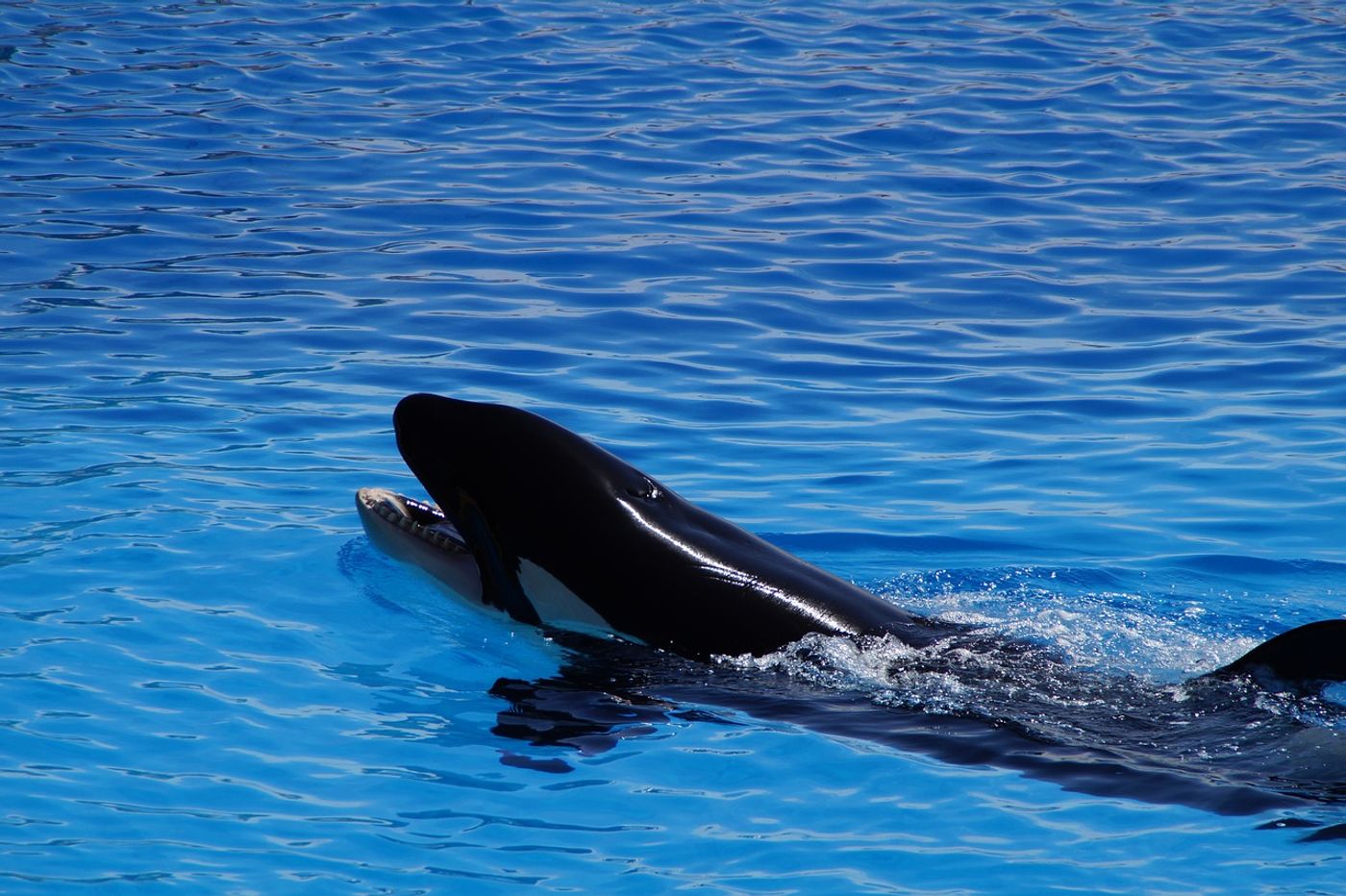Killer whales are intelligent creatures, and a new study suggests that they can mimic spoken words.