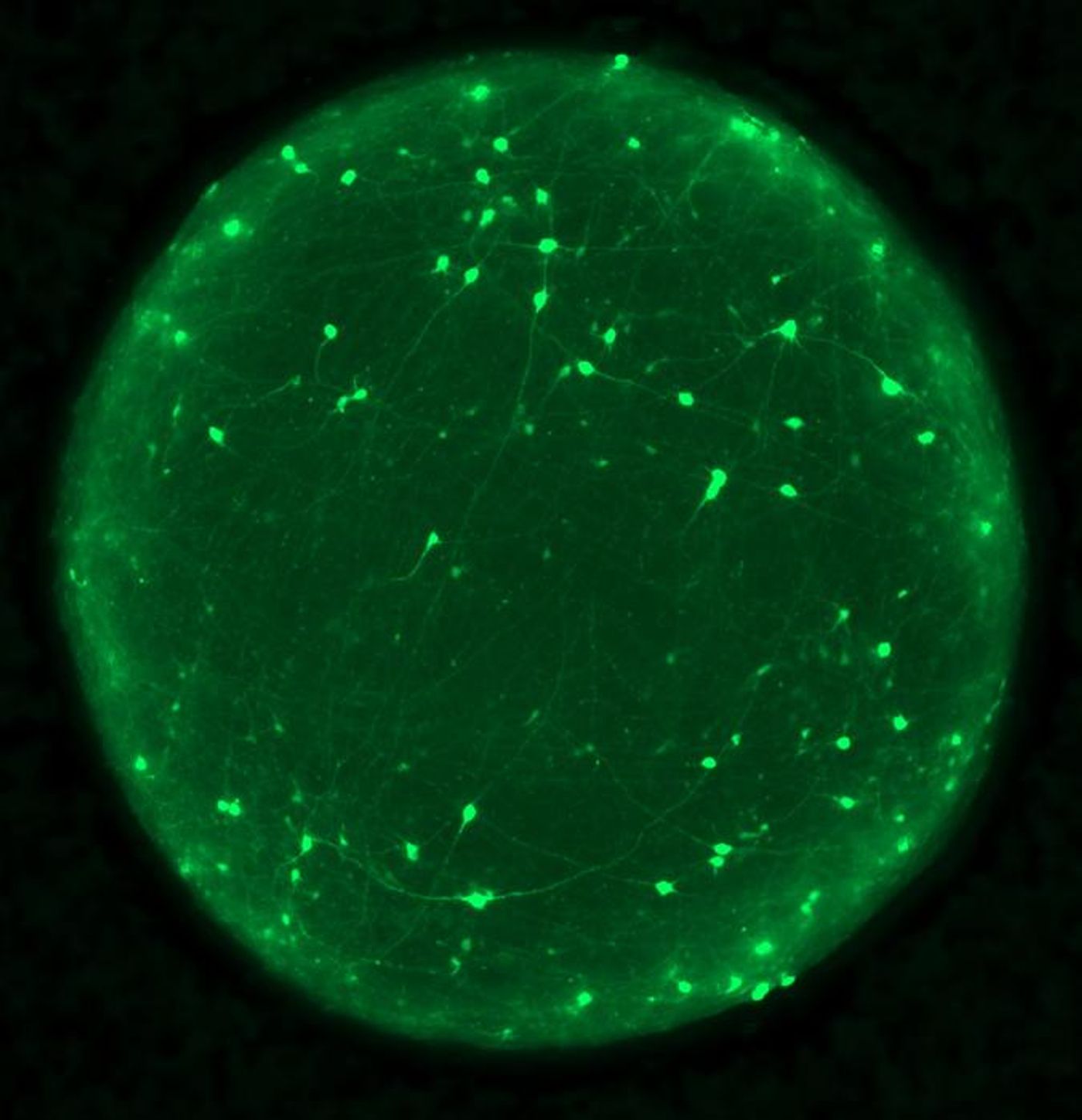 Organoid with neurons labeled in green / Credit: Josh Berlind CC BY-SA