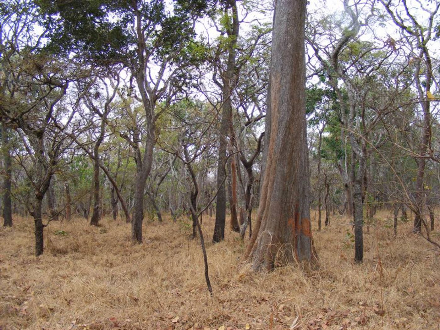 The Miombo woodlands offer crucial habitat for wildlife. Photo: VegetationMap4Africa