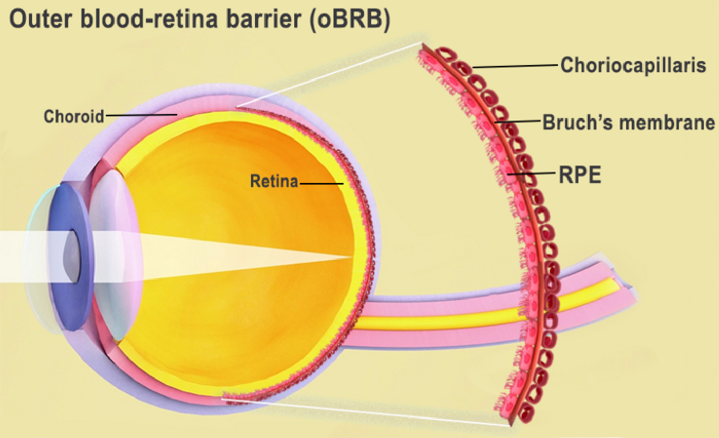 The outer blood-retina barrier is the interface of the retina and the choroid, including Bruch's membrane and the choriocapillaris. Image credit: National Eye Institute. Credit  National Eye Institute