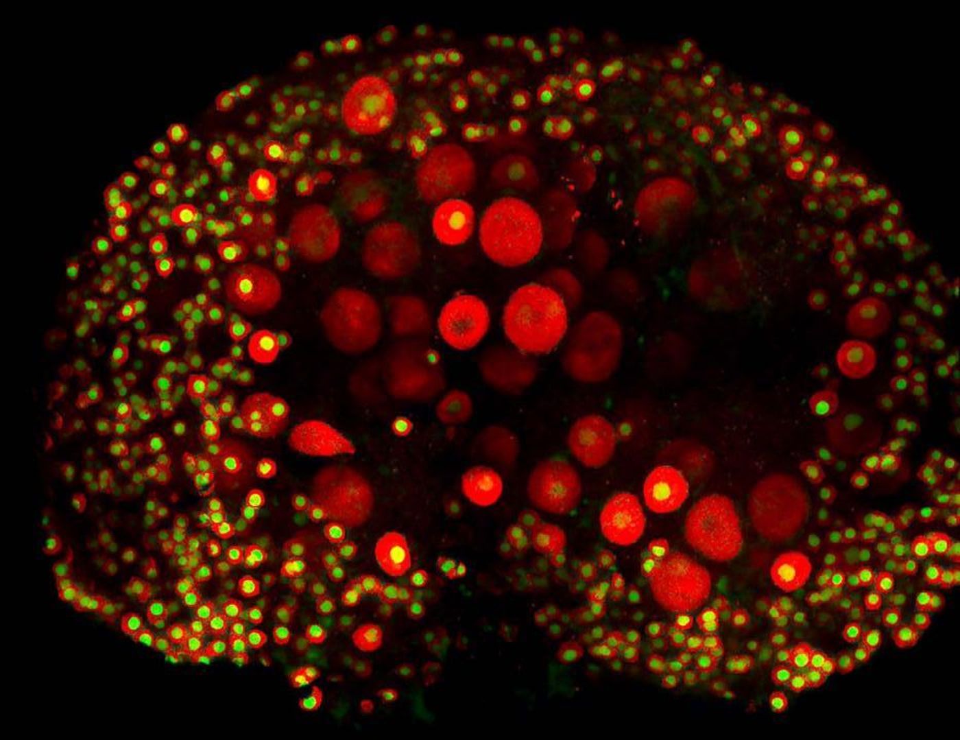 The image shows a mouse ovary with proteins specific to oocytes labelled in red and yellow. / Credit: Schimenti Lab, Cornell University