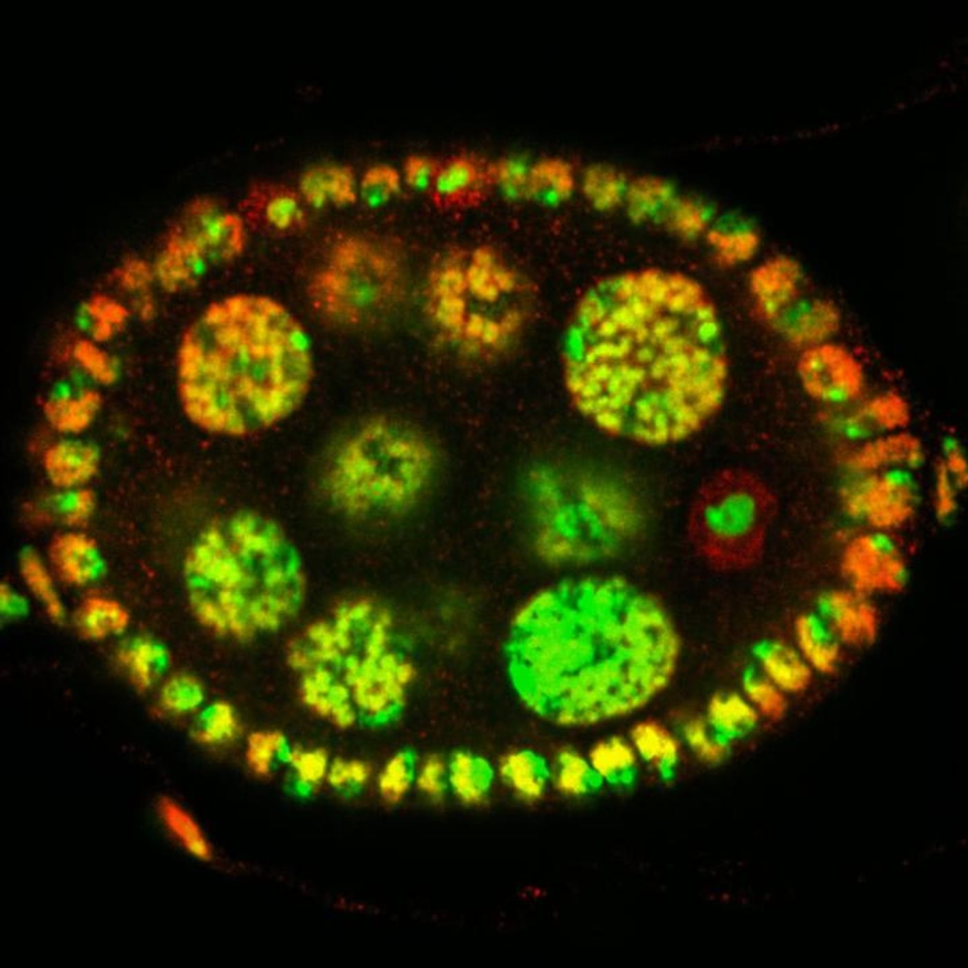 Ovarian follicle of fruit fly, with chromosomes stained in green and dKDM5 protein stained in red. / Credit: Paulo Navarro-Costa, IGC.