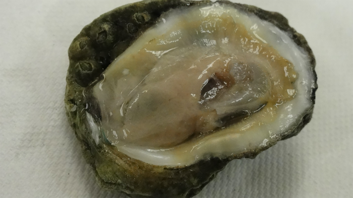 An Eastern oyster from the Gulf Coast. (© Deanne Roopnarine) / Credit  © Deanne Roopnarine