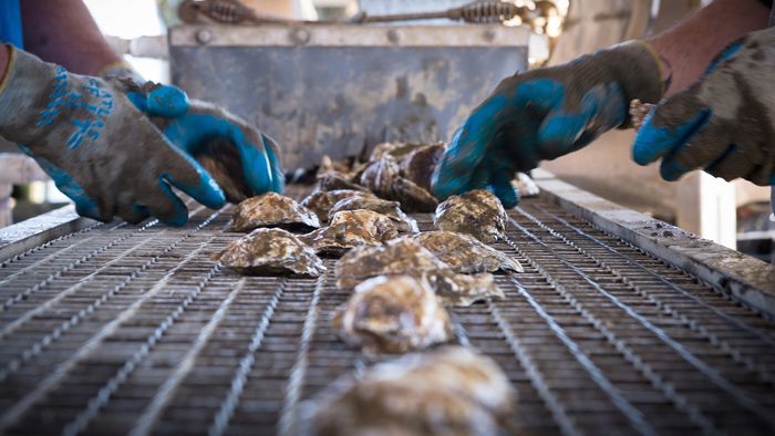 Oyster farming is under siege from ocean acidification. Photo: NPR