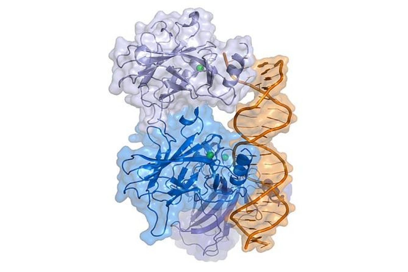 The p53 protein/Credit: Texas Advanced Computing Center