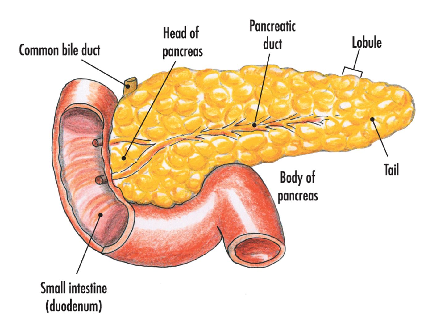 Pancreatic anatomy 