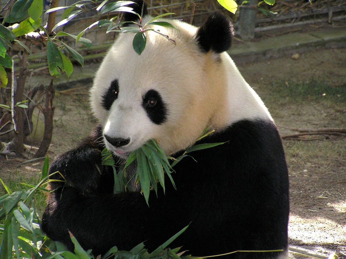 Giant Pandas may not be "endangered" anymore, but their populations are being fragmented by land development in China.