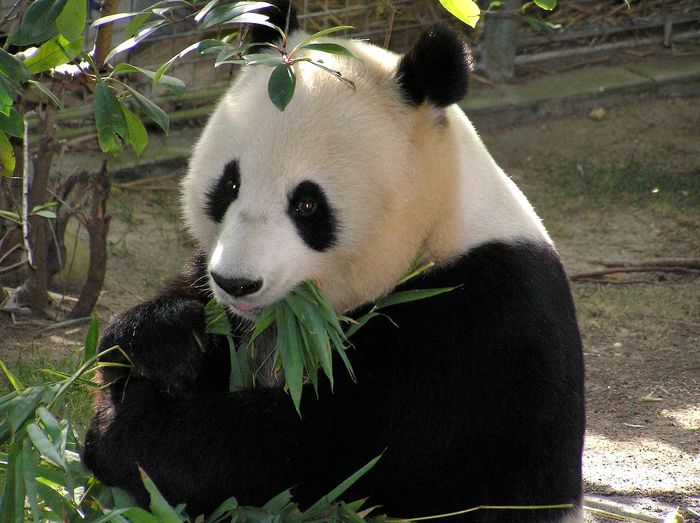 A giant panda gnawing on greens.